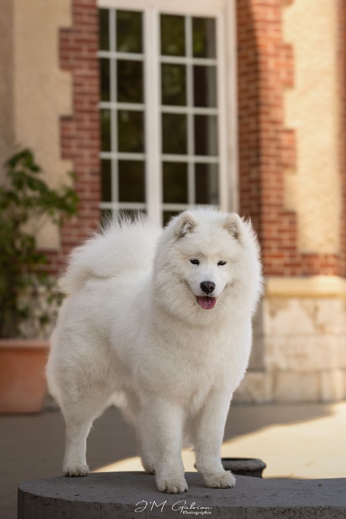 CH. Pequeña joya la casa de la nieve