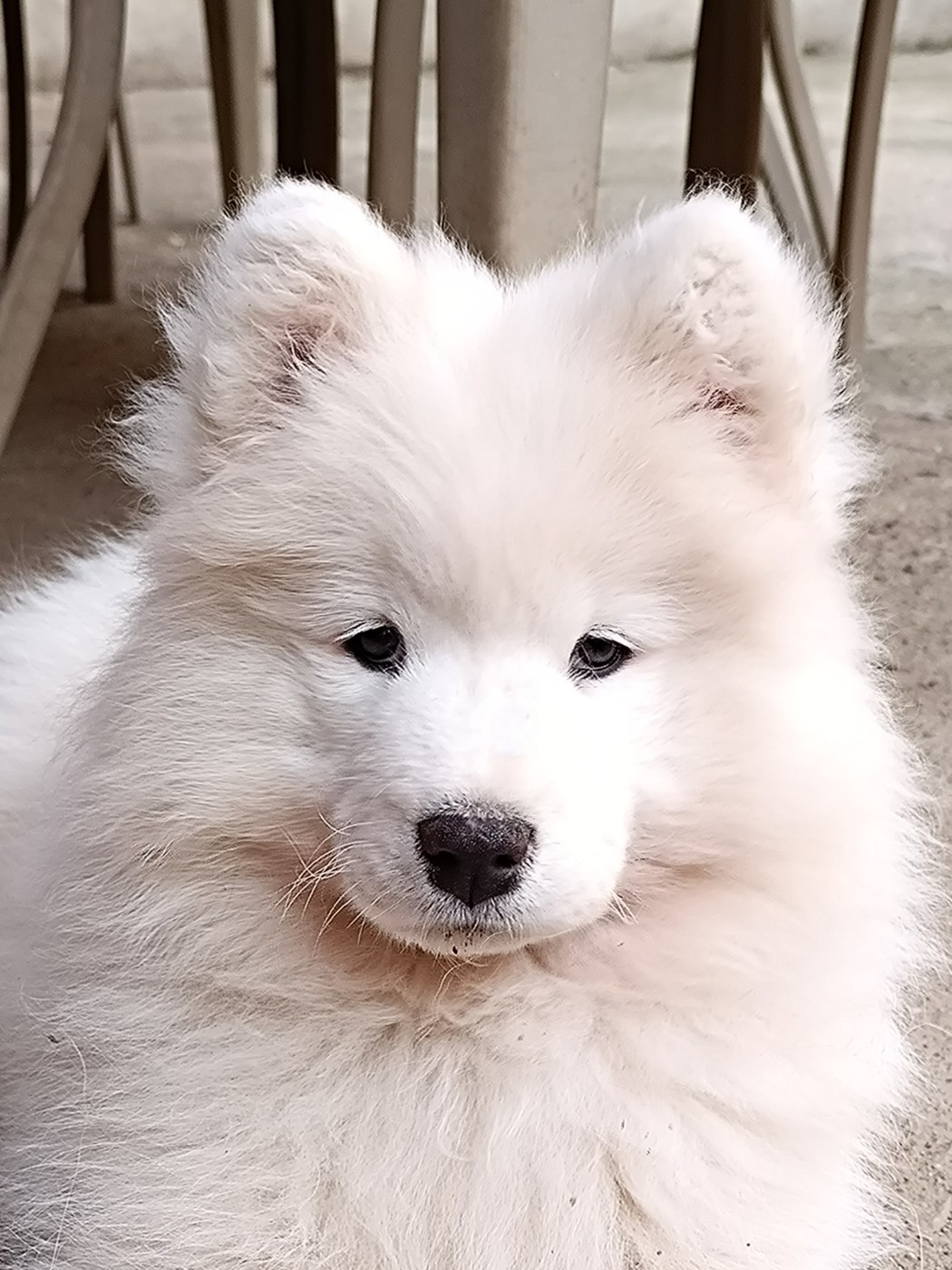 Albus Aspen Tweed Lenissei