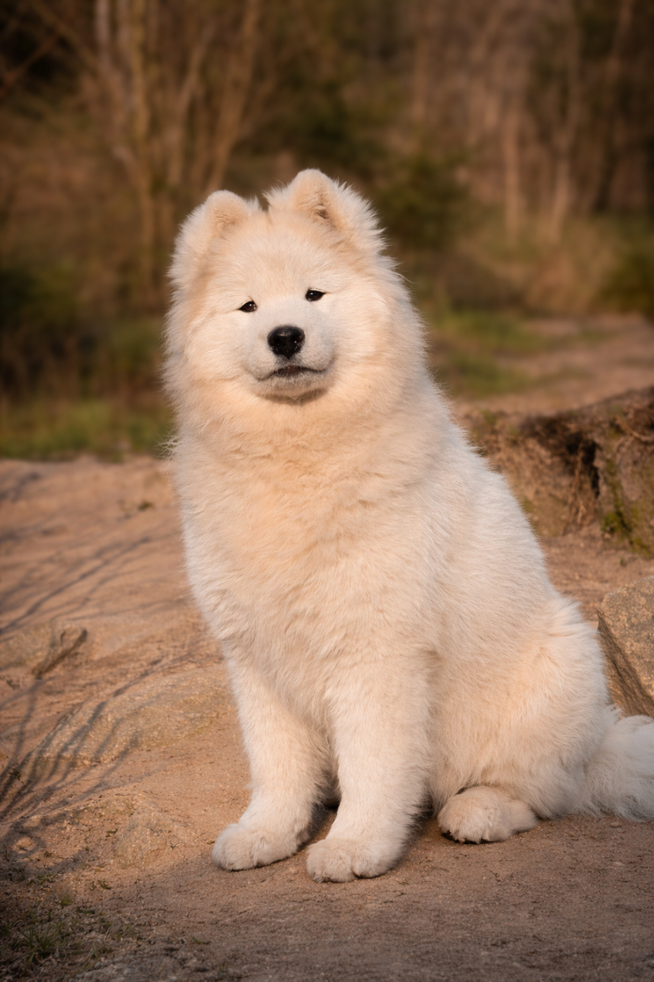 Albus Aspen Tweed Lenissei