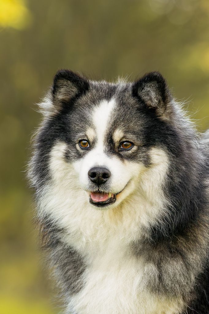 Silver shadow Tweed Lenissei