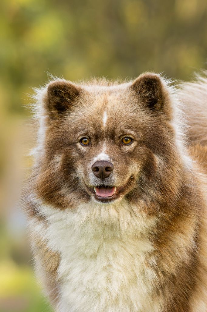 Vinaixa keísy Tweed Lenissei