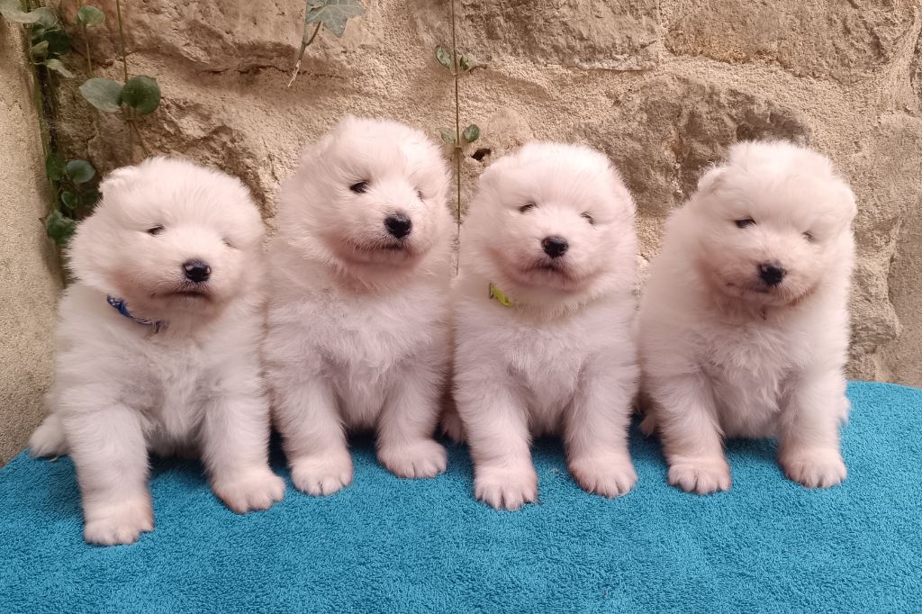 4 chiots nés le 9 septembre 2025