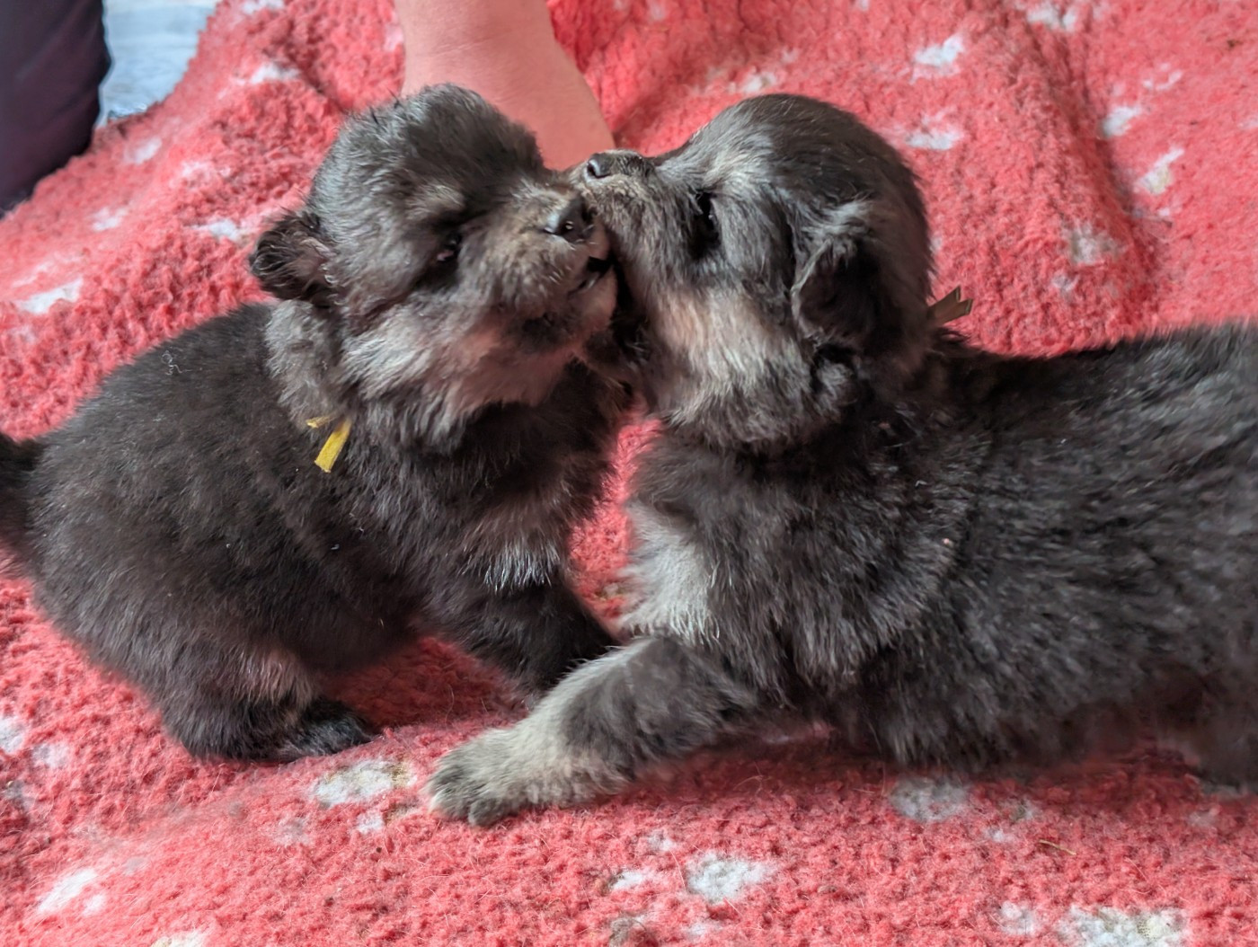 5 CHIOTS nés le 19 avril 2026
