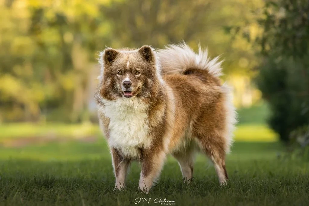 Chiots finnois de Laponie.