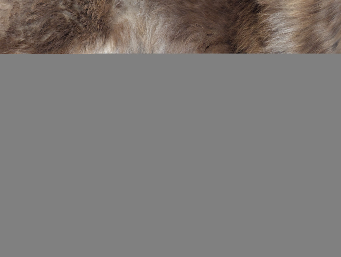 6 chiots Finnois de Laponie