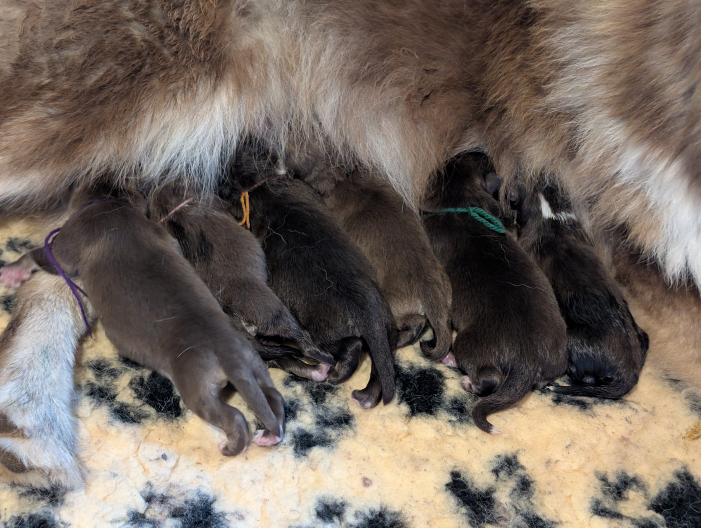 6 chiots Finnois de Laponie