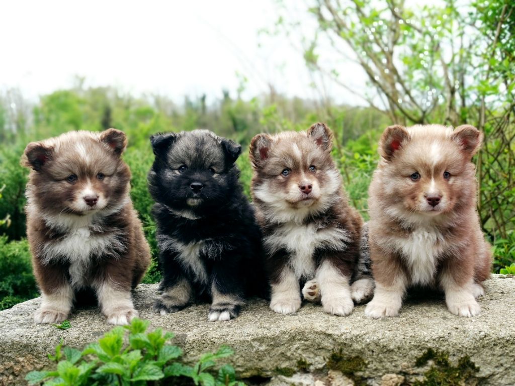 Chiots Automne 2025