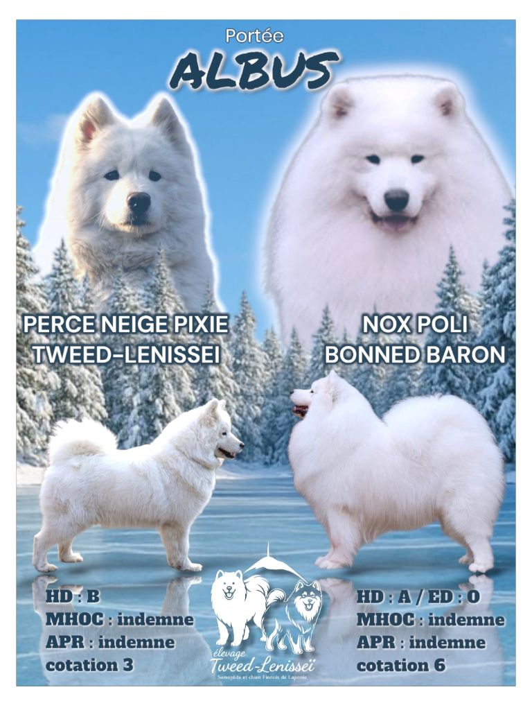 Chiot Samoyède Tweed Lenissei