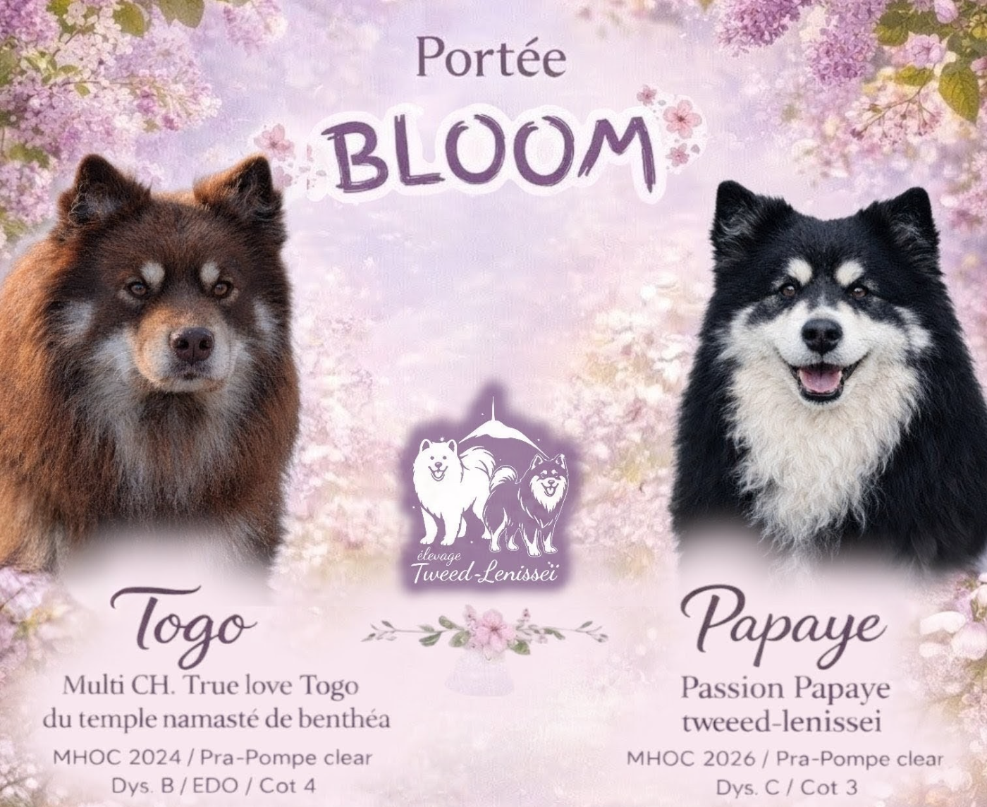 Chiot Chien finnois de Laponie Tweed Lenissei