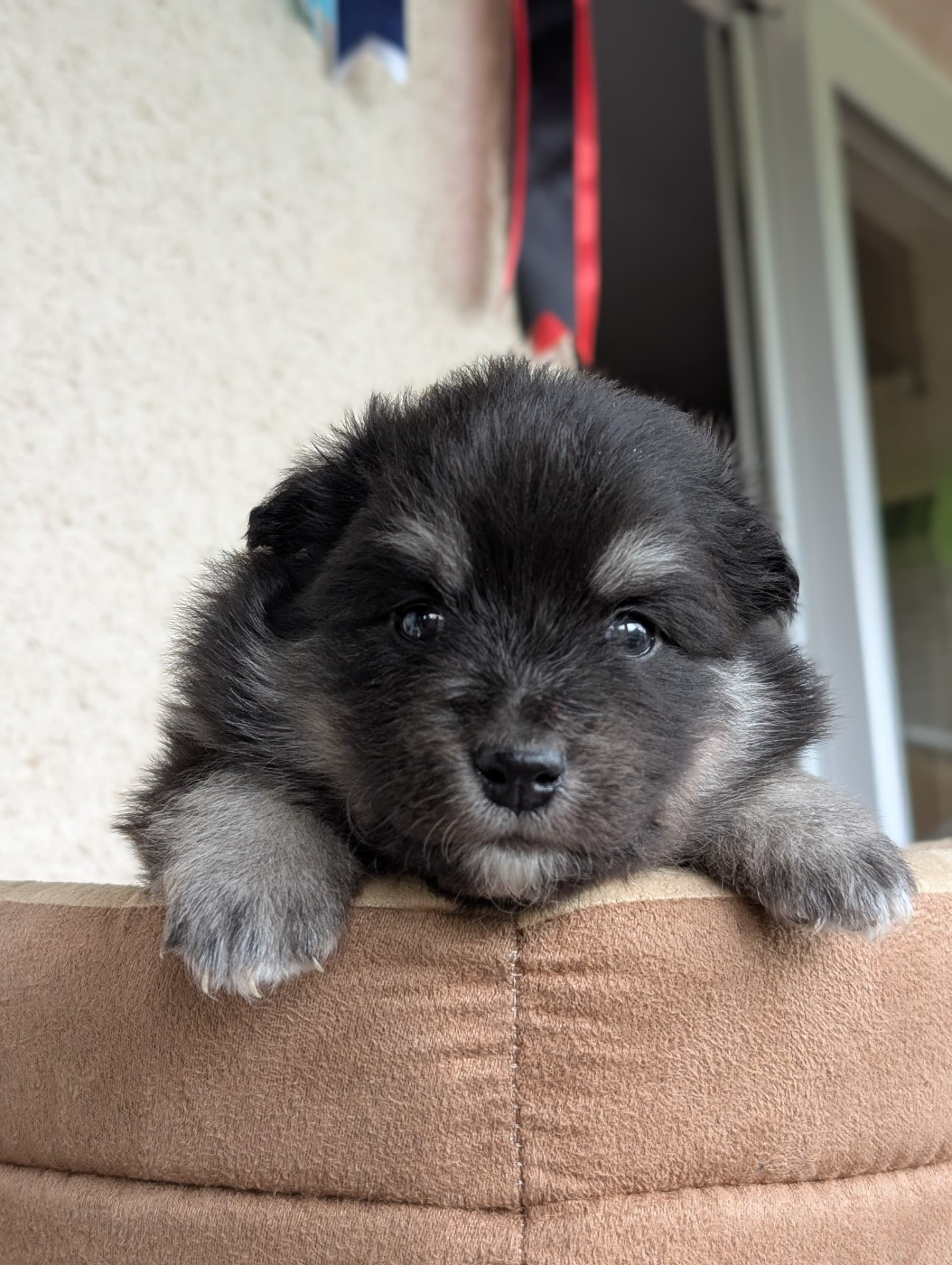 Tweed Lenissei - Chiots disponibles - Chien finnois de Laponie