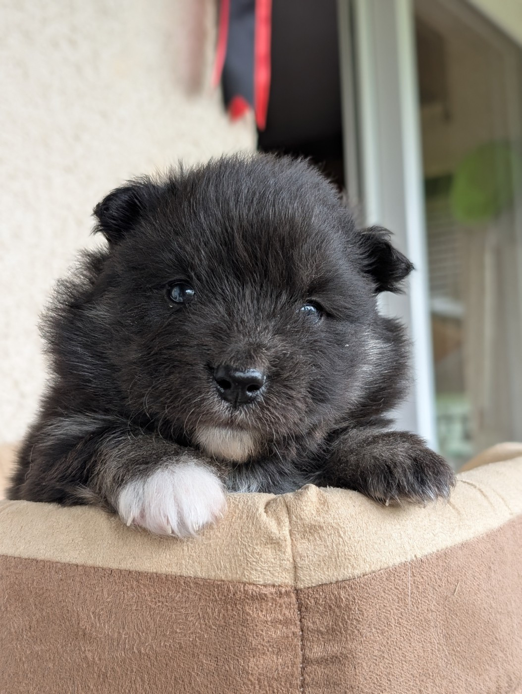 Tweed Lenissei - Chiots disponibles - Chien finnois de Laponie
