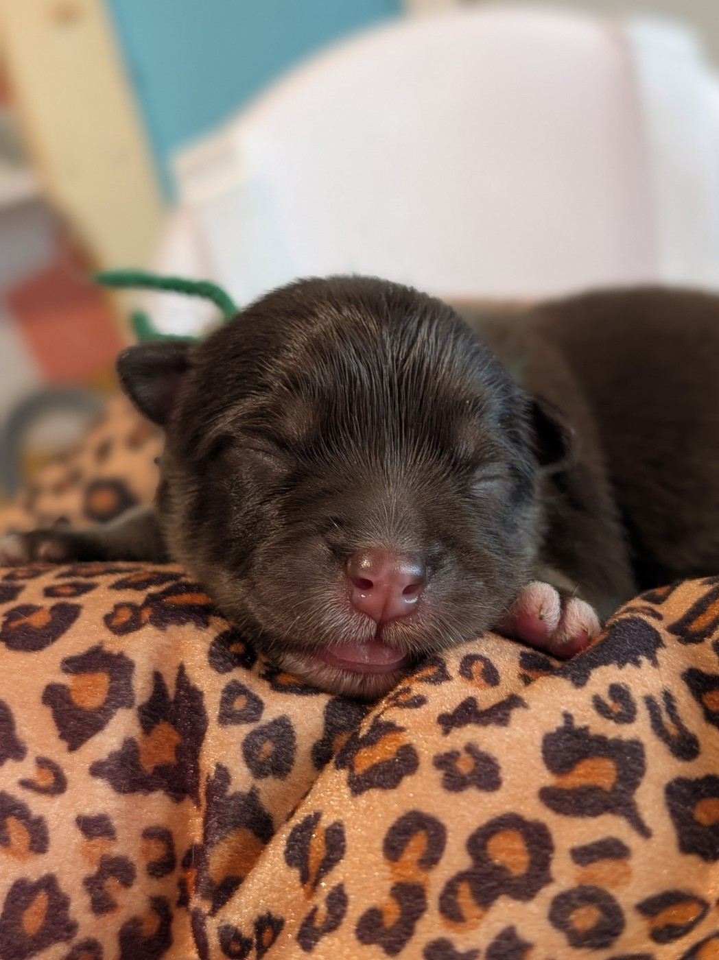 Tweed Lenissei - Chiots disponibles - Chien finnois de Laponie