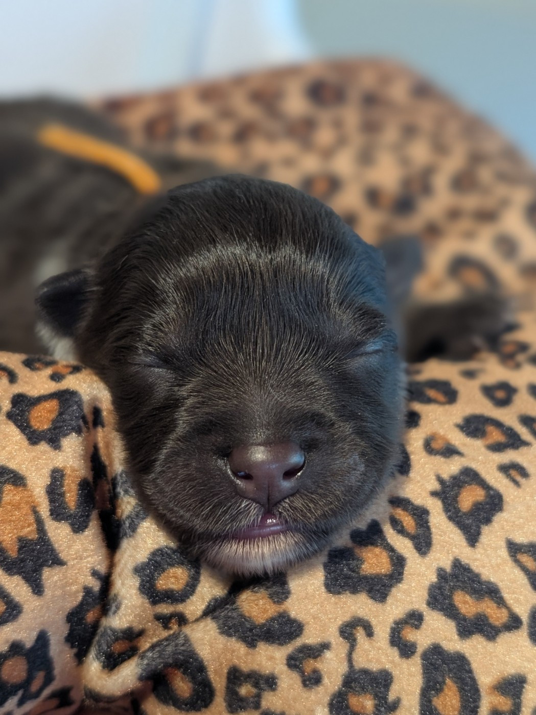 Tweed Lenissei - Chiots disponibles - Chien finnois de Laponie