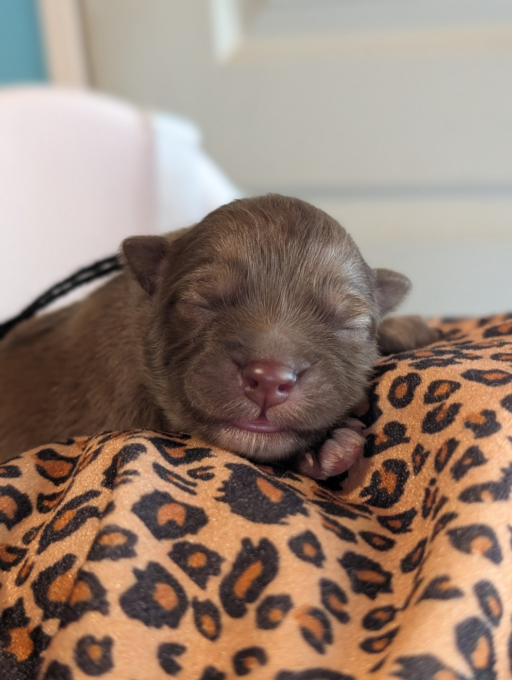 Tweed Lenissei - Chiots disponibles - Chien finnois de Laponie