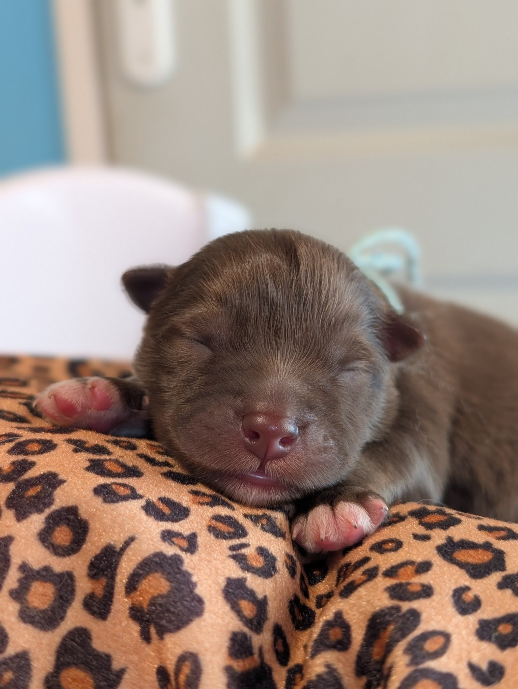 Tweed Lenissei - Chiots disponibles - Chien finnois de Laponie