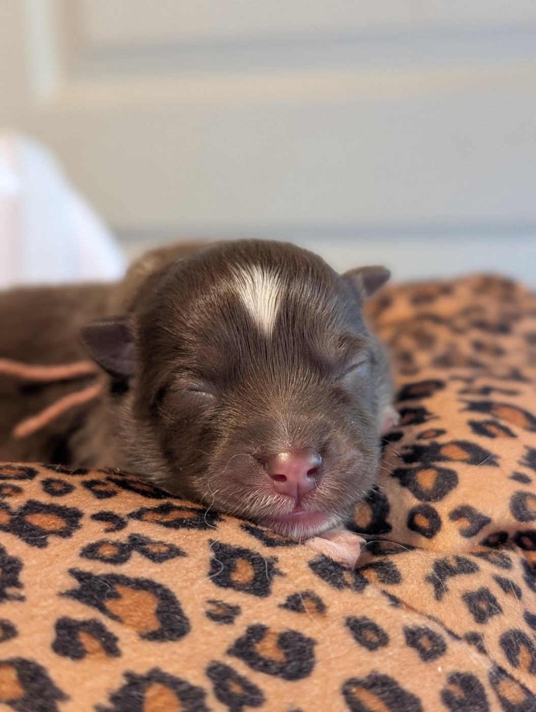 Tweed Lenissei - Chiots disponibles - Chien finnois de Laponie