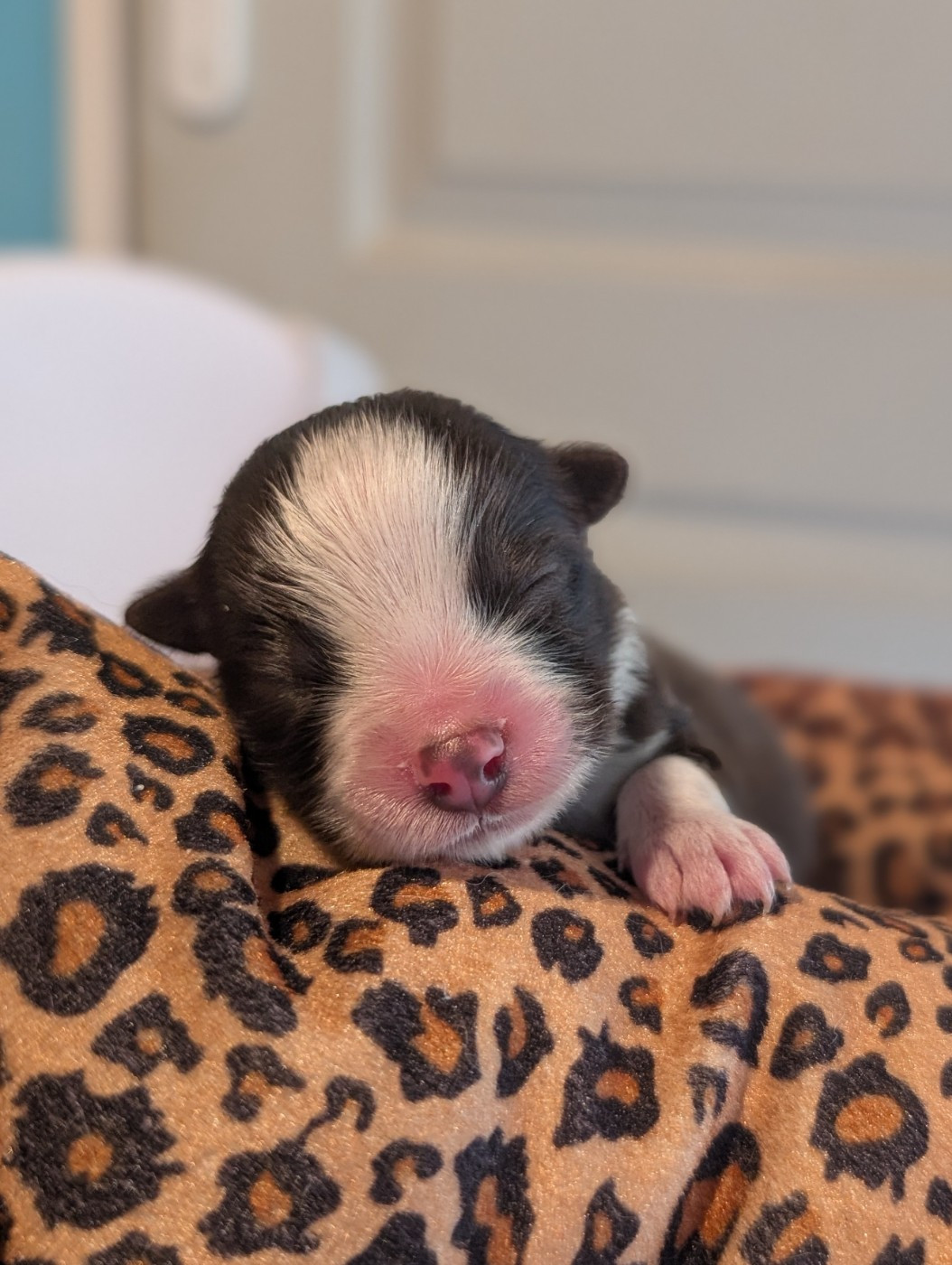 Tweed Lenissei - Chiots disponibles - Chien finnois de Laponie