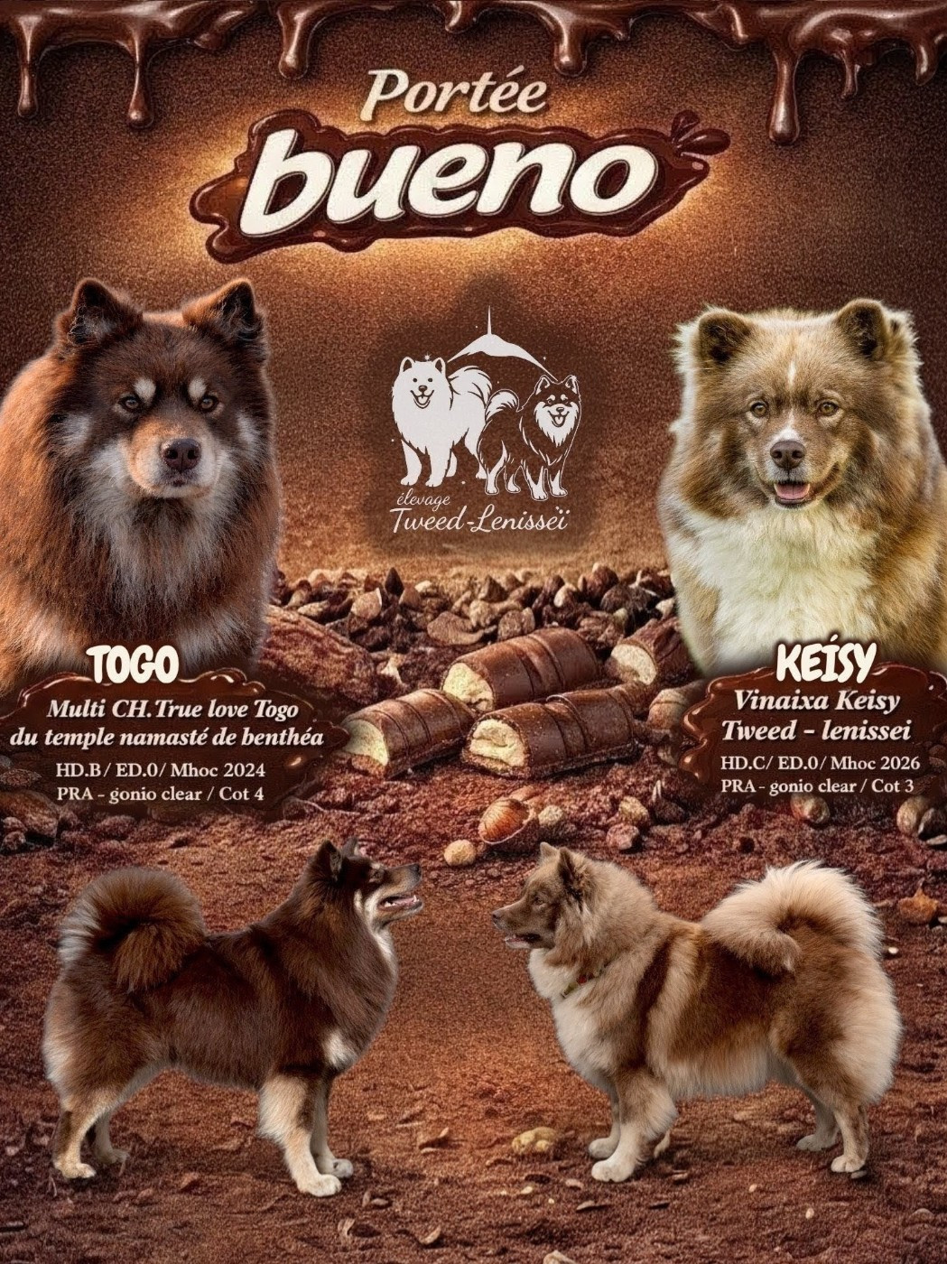Chiot Chien finnois de Laponie Tweed Lenissei