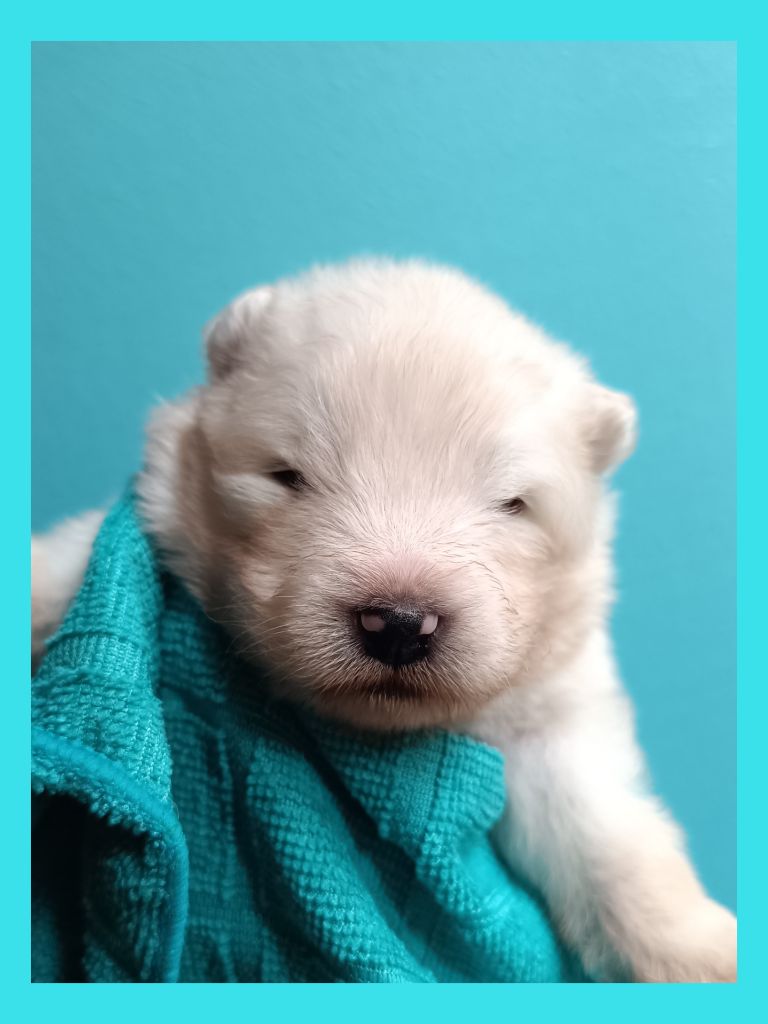 Tweed Lenissei - Chiots disponibles - Samoyède