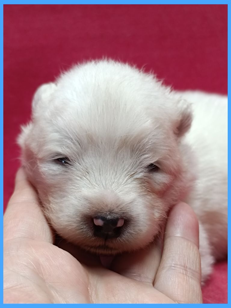 Tweed Lenissei - Chiots disponibles - Samoyède